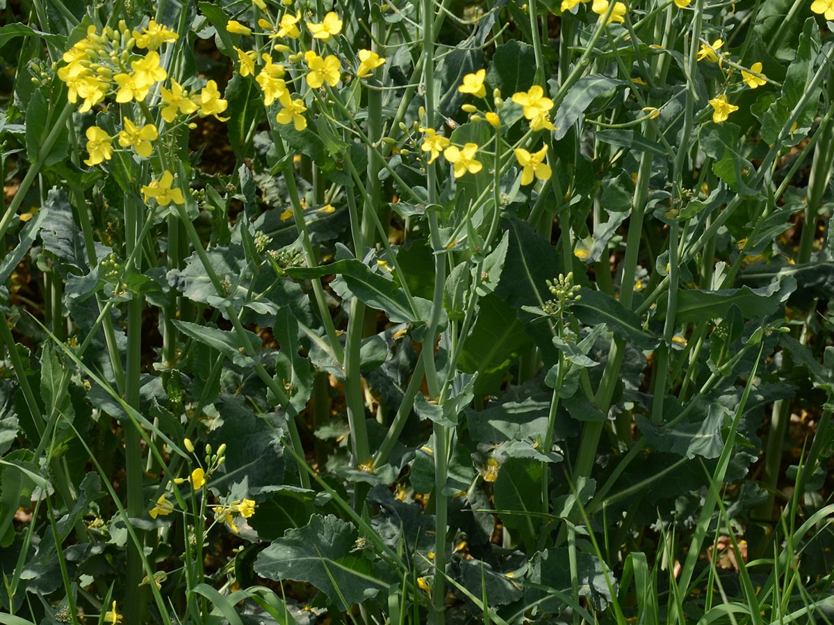 Habitus